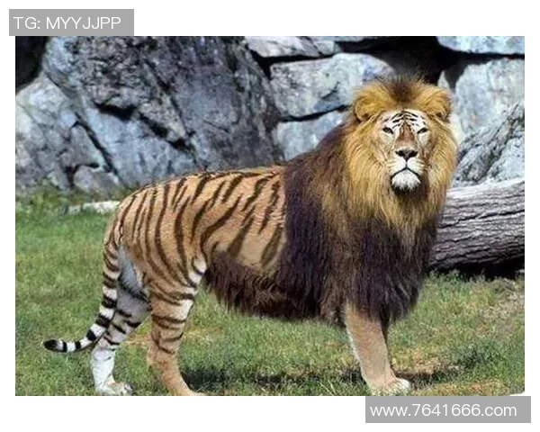 足球明星与宠物老虎的奇妙生活揭秘,探寻他们的深厚情谊与共同冒险 足球明星与宠物老虎的奇妙生活揭秘,探寻他们的深厚情谊与共同冒险